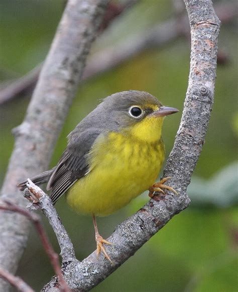 Canada Warbler — Nature Trust of New Brunswick