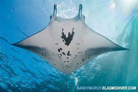 Reef manta ray - Alchetron, The Free Social Encyclopedia