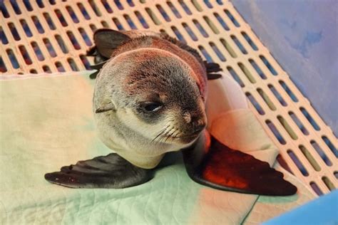 Tiny fur seal pup rescued by Vancouver Aquarium (PHOTOS) - Vancouver Is Awesome