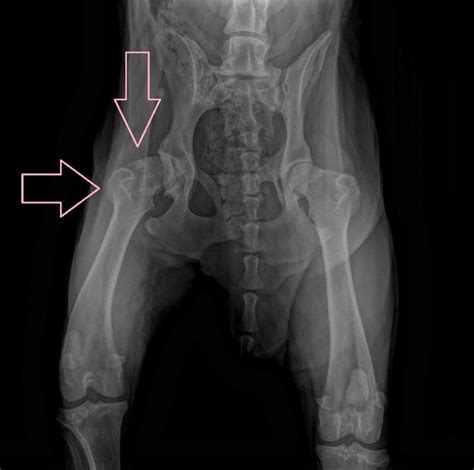 Displasia anca nel cane: sintomi, cure e altre displasie