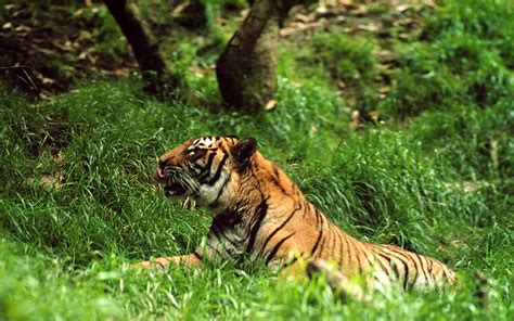 WWF urgently urges Vietnamese government to take action after illegal tiger breeding facilities ...