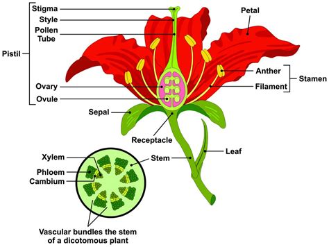 Diagram The 4 Main Parts Of The Flower Flower Parts Function