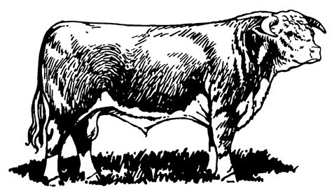 Free Hereford Cow Cliparts, Download Free Hereford Cow Cliparts png ...