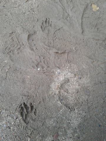 Mud Raccoon Tracks Stock Photos - Free & Royalty-Free Stock Photos from ...