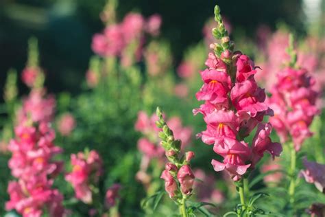 Are Snapdragons Annuals Or Perennials - Difference Between Annual And Perennial Snapdragons