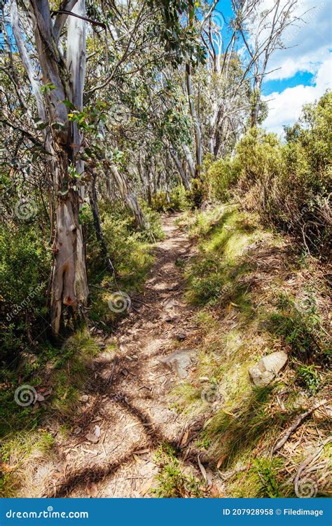 Mount Buller Walking and Biking Trails in Summer Stock Photo - Image of ...