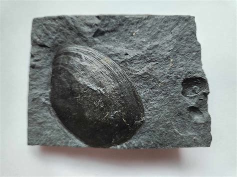 Bivalvia - Member Collections - The Fossil Forum