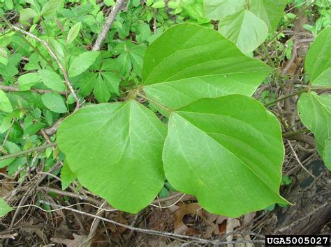 kudzu, Pueraria montana var. lobata (Fabales: Fabaceae (Leguminosae ...