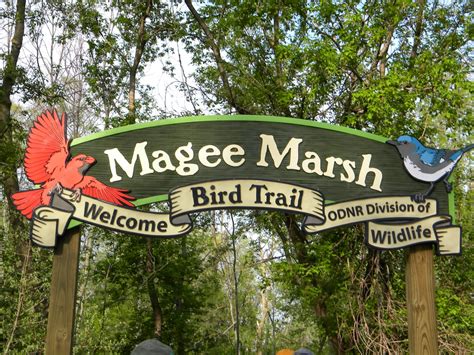 Slow Birding: Magee Marsh and Environs