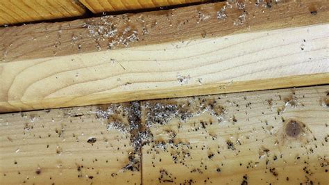 Do Ants Poop? (How to Identify Ant Droppings)