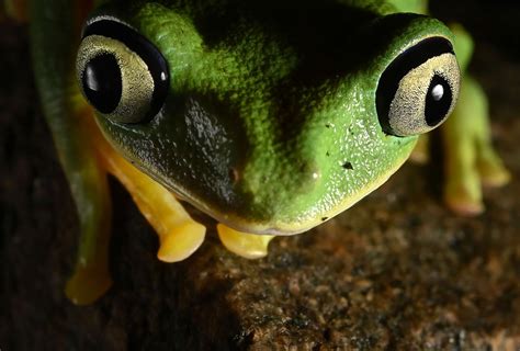 Amphibians are in widespread decline, and climate change is to blame, study says - ABC News