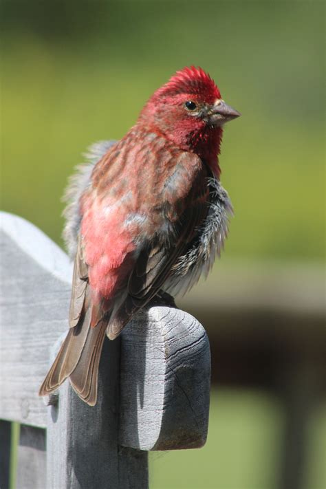 Purple Finch Bird Ornithology - Free photo on Pixabay - Pixabay