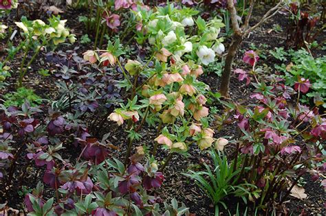 Retail On Site | Hellebore Open Garden Days at Northwest Garden Nursery | Eugene, OR