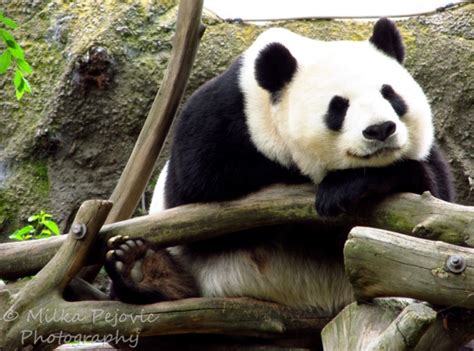 Mama panda bear at the San Diego Zoo | Panda bear, Animal photography, San diego zoo