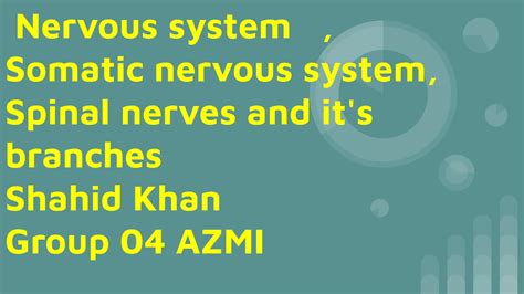 Nervous system , Somatic nervous system, Spinal nerves and it's ...