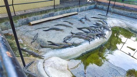 Davao Crocodile Park Tour