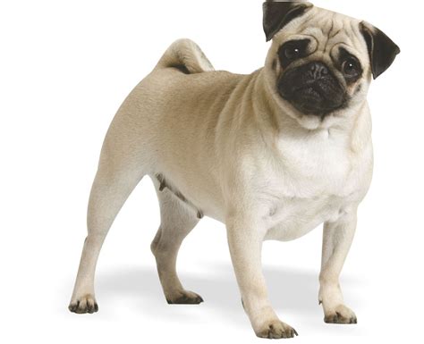 A Pug is a small dog in the toy group. | Dog breeds little, Dog breeds ...