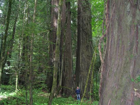 May 31 – June 1, 2011 – Humboldt Redwoods State Park