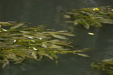 Potamogeton nodosus, Longleaf Pondweed