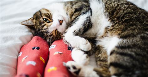 The 27 Best Gifts for Cat Lovers - PureWow