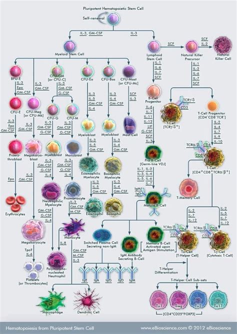 Hematopoiesis chart. | Onward...to SCIENCE! | Pinterest