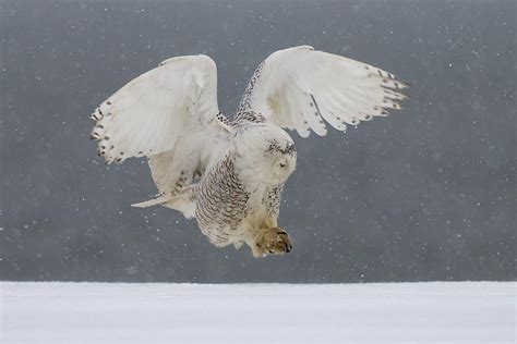 Snowy Owl Landing Photograph by Johnny Chen - Pixels