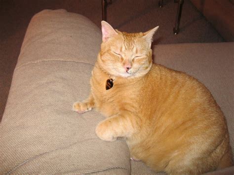 Honey Being Fat - Honey The Fat Cat Photo (14275734) - Fanpop