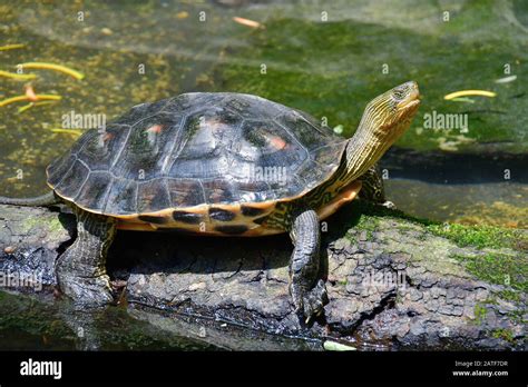 Chinese stripe-necked turtle, golden thread turtle, Ocadia sinensis ...