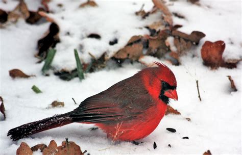 Male Cardinal Bird In Snow Free Stock Photo - Public Domain Pictures