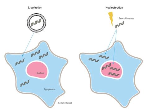 Transfection | Lonza