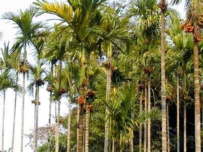 CARA PEMBUDIDAYAAN TANAMAN/POHON PINANG ~ KOTAPADI FLONA