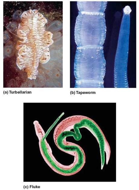 Platyhelminthes—Flatworms - The Animal Kingdom - THE ORIGIN AND CLASSIFICATION OF LIFE ...