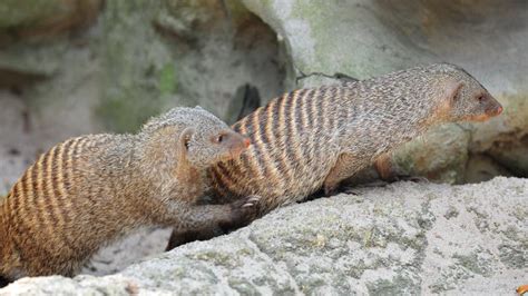 Mongoose in its habitat stock photo. Image of wild, nature - 26308412