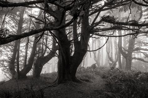 POTD: The Forest of Fangorn – LARRY BLACKWOOD