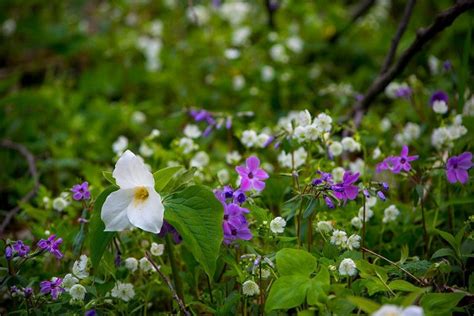 Spring Wildflowers in the Smoky Mountains | Tennessee Smokies Visitors ...