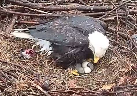 Second — and final — egg hatches in Harmar bald eagle nest | Pittsburgh Post-Gazette