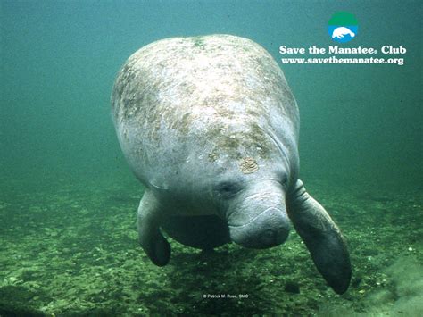 🔥 [80+] Manatee Wallpapers | WallpaperSafari