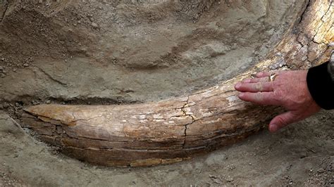 16,000 year old mammoth tusk found in Tule Springs | News