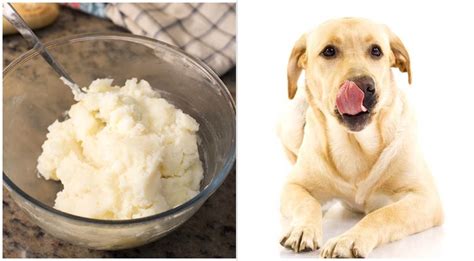 Can Dogs Eat Mashed Potatoes