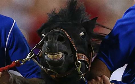 SMU Mascot Leads To Massive Delay At Football Game After Pooping On Field