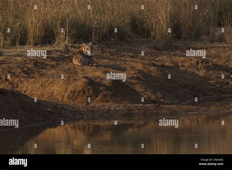 Royal Bengal Tiger cubs in grassland Stock Photo - Alamy