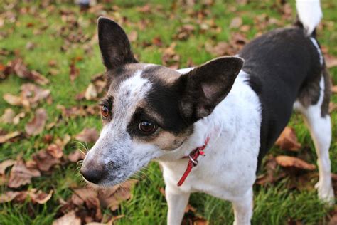 Decker Rat Terrier vs. Rat Terrier - Full Comparison - All About Pets