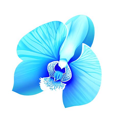 Blue Orchid Png