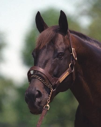 Seattle Slew - Triple Crown winner 1977 | Horses, Beautiful horses, Racehorse