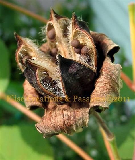 Hibiscus Seed Pod 4 | Seed pods, Seeds, Hibiscus