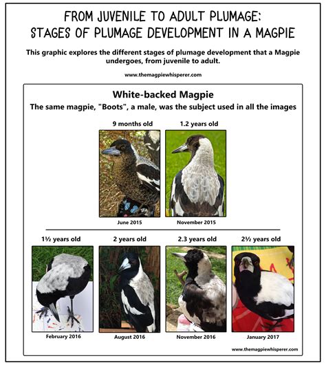 Recognising Magpie Gender: Determining Whether a Bird is Male or Femal ...