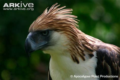 Philippine Eagle, Pithecophaga jefferyi | Philippine eagle, Eagle, Animals