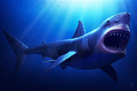 Megalodon Shark Wallpaper HD 19442 - Baltana