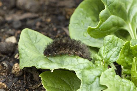 Insect pests of vegetables | Agriculture and Food