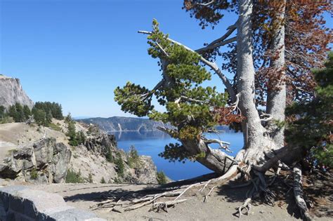 Whitebark pine proposed as ‘threatened’ | Explore Big Sky